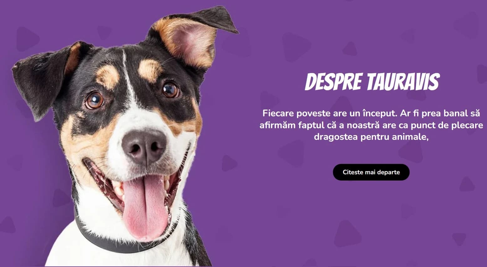 Tauravis.ro - Optimizare SEO AI, Structurare Semantică & Prezență B2B